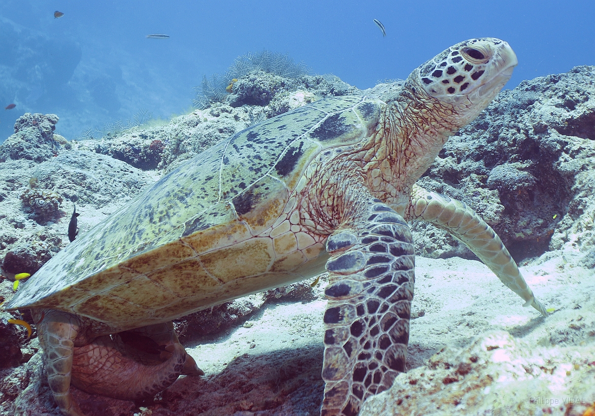 Sipadan_2015_Tortue Franche_Chelonia mydas_IMG_3003_rc.jpg